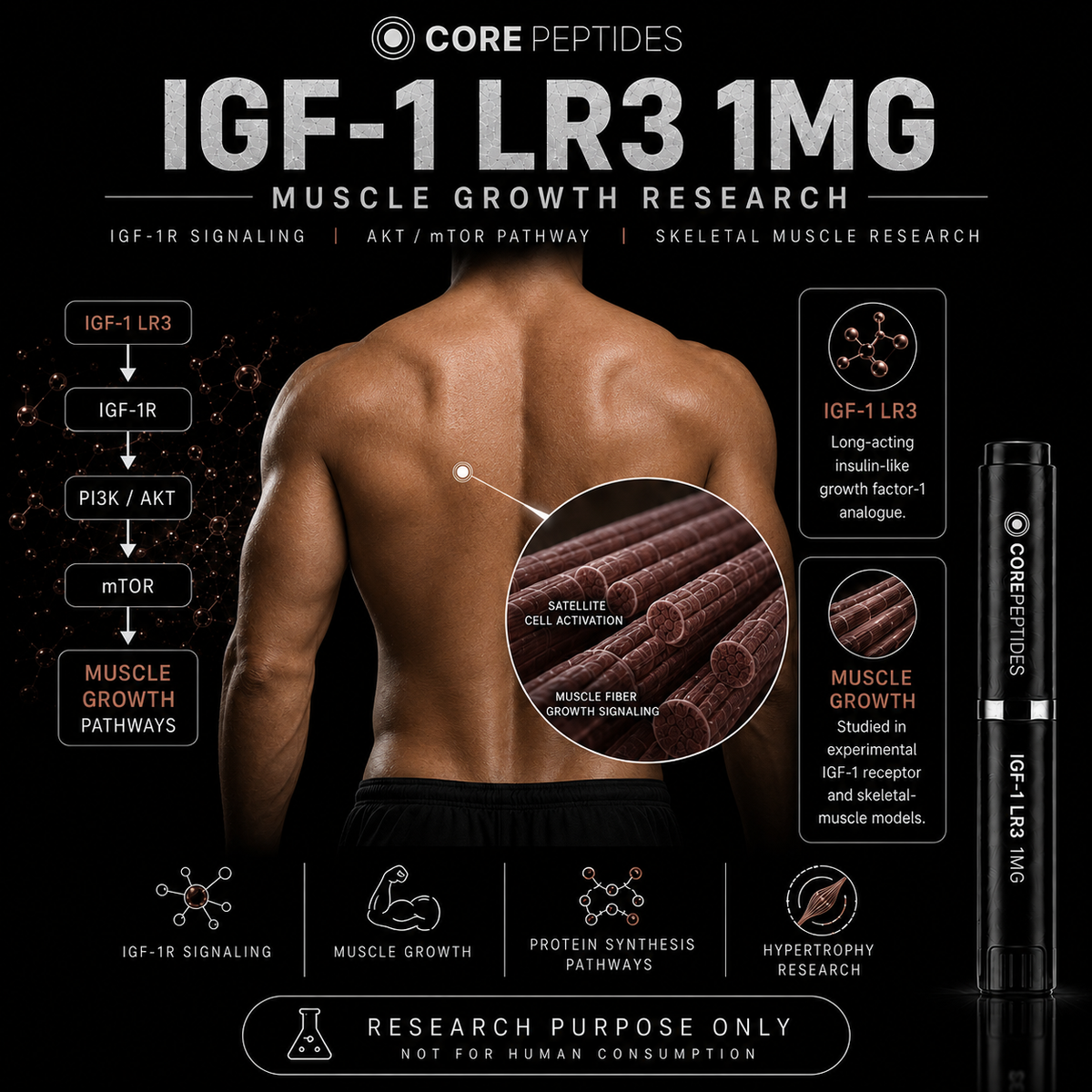 IGF-1 LR3